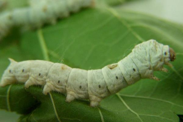 2018養蠶賺錢嗎?養蠶的利潤與投資成本及前景預測