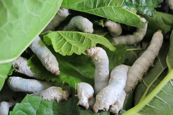 2018養蠶賺錢嗎?養蠶的利潤與投資成本及前景預測