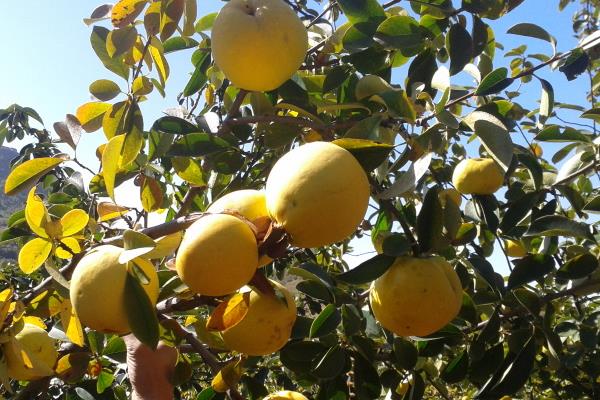 金果梨圖片大全