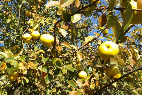 金果梨圖片大全