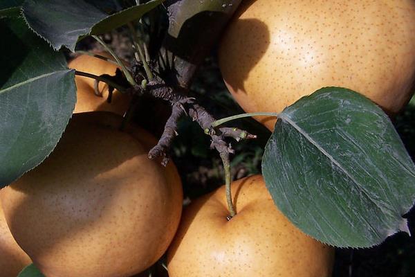 金果梨圖片大全