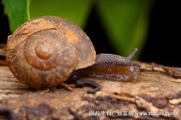 2018養蝸牛賺錢嗎？蝸牛養殖的利潤與投資成本及前景預測