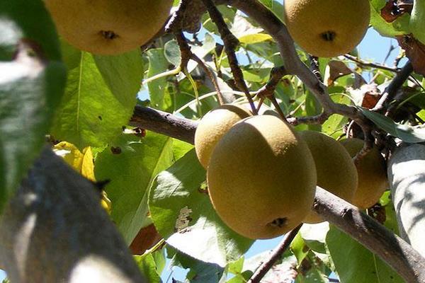 金果梨圖片大全