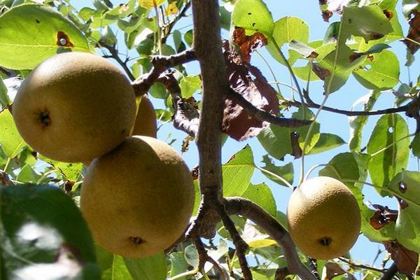 金果梨圖片大全