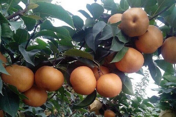 金果梨圖片大全