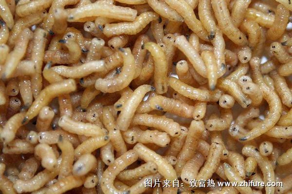 2018養蠅蛆賺錢嗎？蠅蛆養殖的利潤與投資成本及前景預測