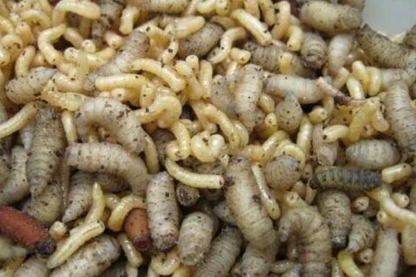 2018養蠅蛆賺錢嗎？蠅蛆養殖的利潤與投資成本及前景預測