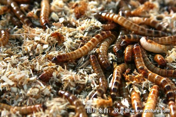 2018養黃粉蟲賺錢嗎？黃粉蟲養殖的利潤與投資成本及前景預測