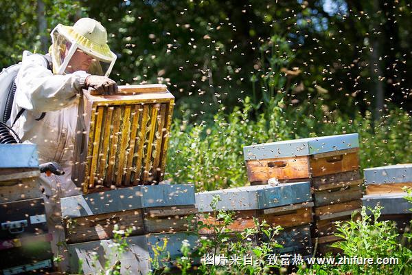 2018養(yǎng)蜂賺錢嗎？養(yǎng)蜂的利潤與投資成本及前景預(yù)測