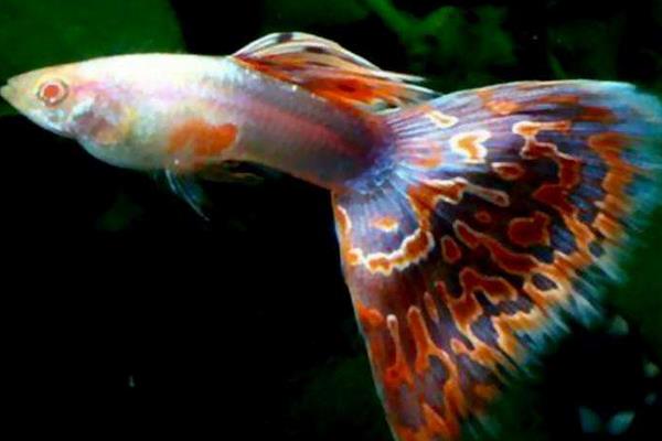 孔雀魚怎么換水？對水質有哪些要求？有什么注意事項？