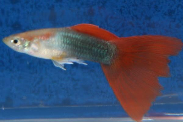 孔雀魚怎么換水？對水質有哪些要求？有什么注意事項？