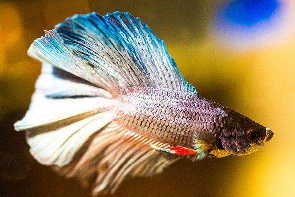 孔雀魚怎么換水？對水質有哪些要求？有什么注意事項？