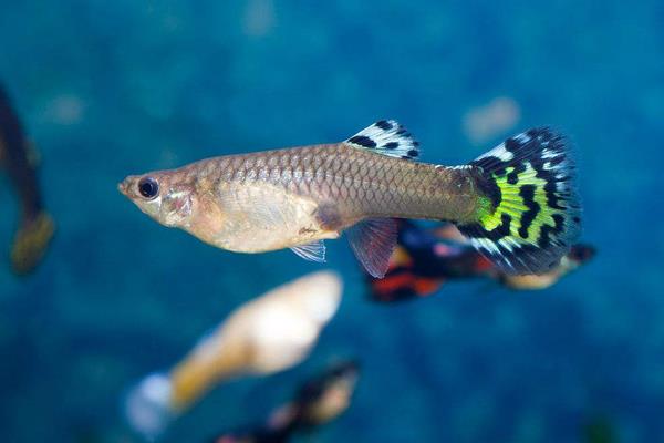 孔雀魚怎么換水？對水質有哪些要求？有什么注意事項？