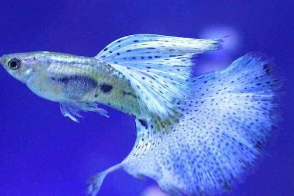 孔雀魚怎么換水？對水質有哪些要求？有什么注意事項？