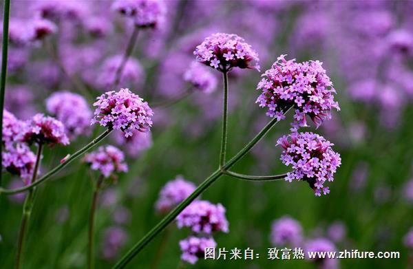 馬鞭草圖片大全