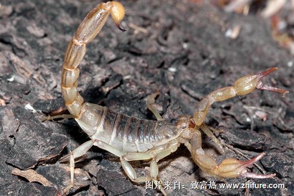 2018養蝎子賺錢嗎？蝎子養殖的利潤與投資成本及前景預測