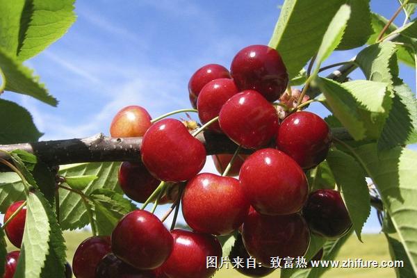 什么樹可以嫁接櫻桃