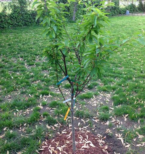 什么樹可以嫁接櫻桃