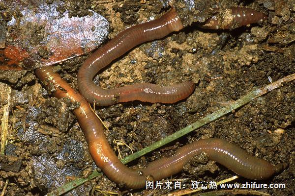 2018養蚯蚓賺錢嗎?蚯蚓養殖的利潤與投資成本及前景預測