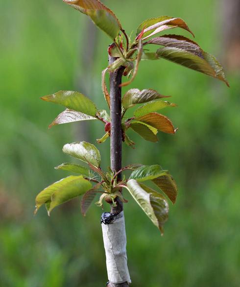 什么樹可以嫁接櫻桃