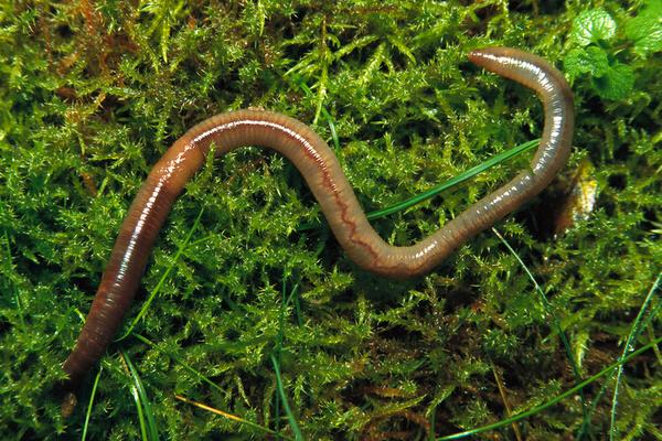 2018養蚯蚓賺錢嗎？蚯蚓養殖的利潤與投資成本及前景預測