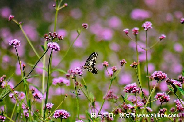 馬鞭草是什么味道