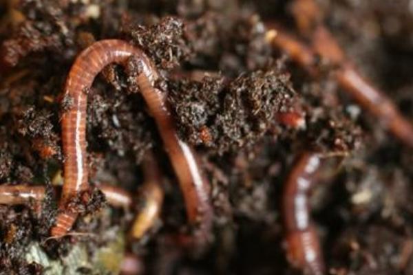 2018養蚯蚓賺錢嗎？蚯蚓養殖的利潤與投資成本及前景預測