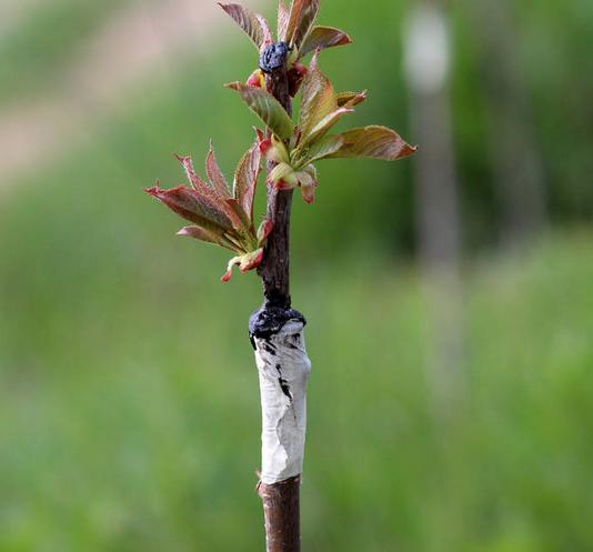 什么樹可以嫁接櫻桃