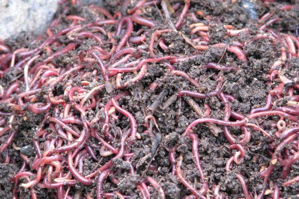 2018養蚯蚓賺錢嗎？蚯蚓養殖的利潤與投資成本及前景預測
