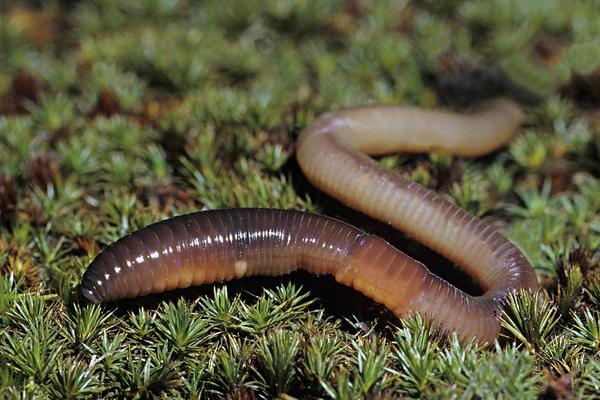 2018養蚯蚓賺錢嗎？蚯蚓養殖的利潤與投資成本及前景預測