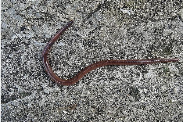 2018養蚯蚓賺錢嗎？蚯蚓養殖的利潤與投資成本及前景預測