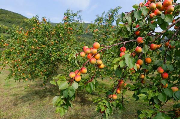 什么樹可以嫁接櫻桃