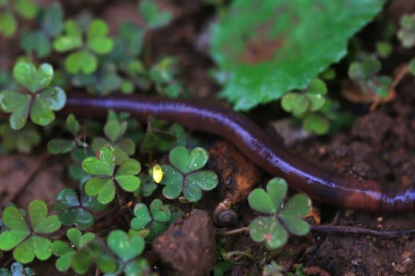 2018養蚯蚓賺錢嗎？蚯蚓養殖的利潤與投資成本及前景預測