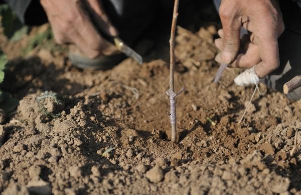 什么樹可以嫁接櫻桃