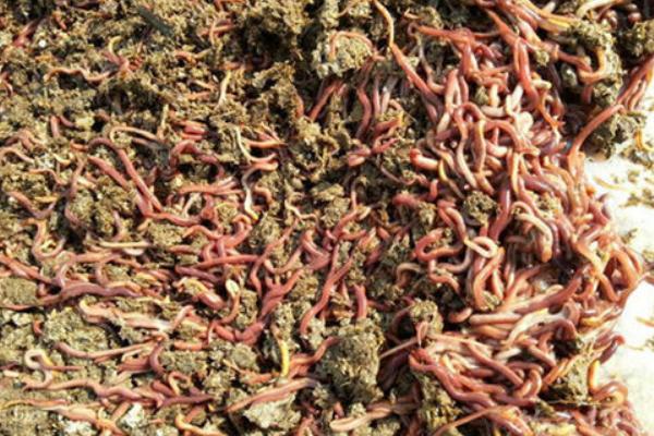 2018養蚯蚓賺錢嗎？蚯蚓養殖的利潤與投資成本及前景預測