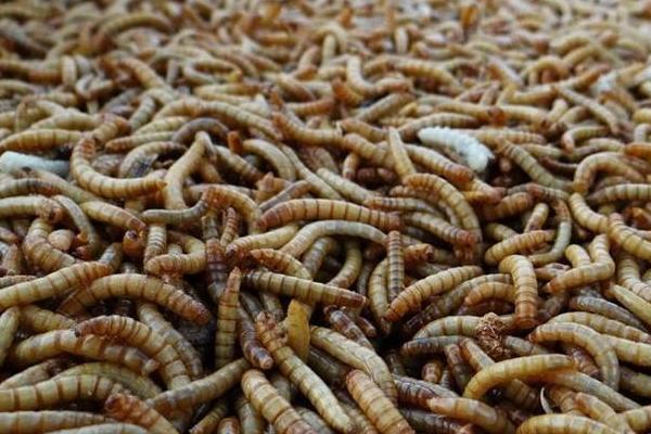 2018養蠅蛆賺錢嗎？蠅蛆養殖的利潤與投資成本及前景預測