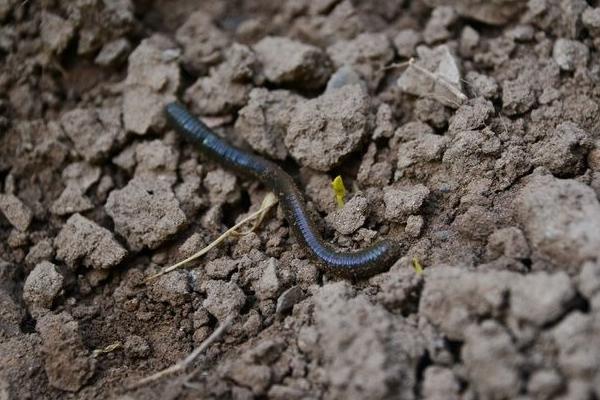 2018養蚯蚓賺錢嗎？蚯蚓養殖的利潤與投資成本及前景預測