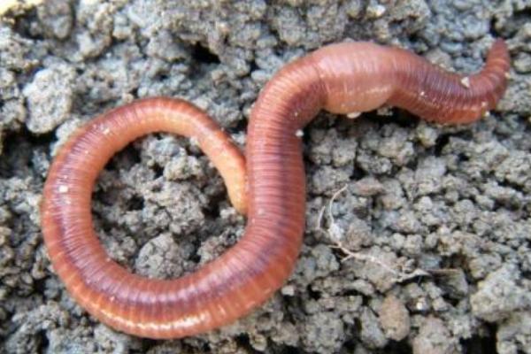 2018養蚯蚓賺錢嗎？蚯蚓養殖的利潤與投資成本及前景預測