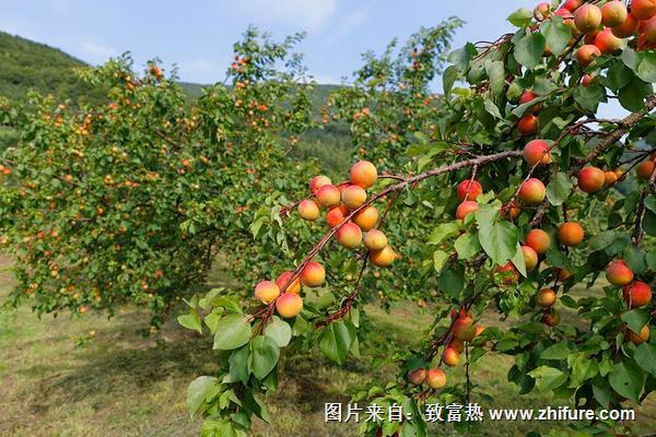 櫻桃樹什么時候嫁接