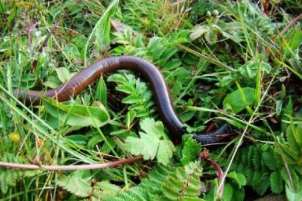 2018養蚯蚓賺錢嗎？蚯蚓養殖的利潤與投資成本及前景預測