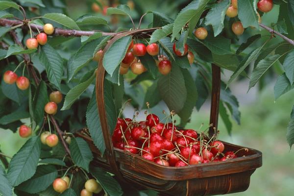 櫻桃樹圖片大全