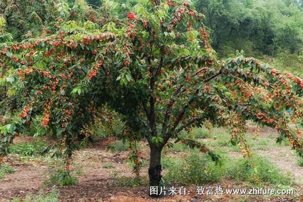 櫻桃樹圖片大全