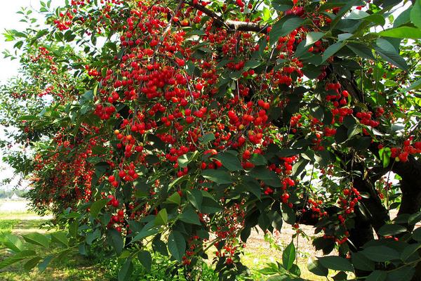 櫻桃樹圖片大全