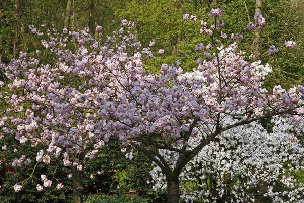 櫻桃樹圖片大全