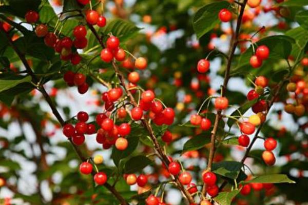 櫻桃樹圖片大全