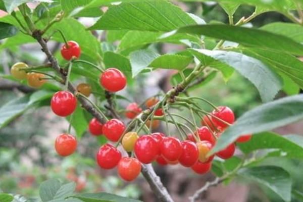 櫻桃樹圖片大全