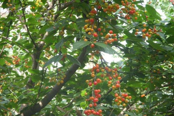 櫻桃樹圖片大全