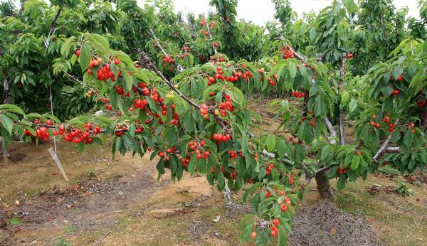 櫻桃樹圖片大全
