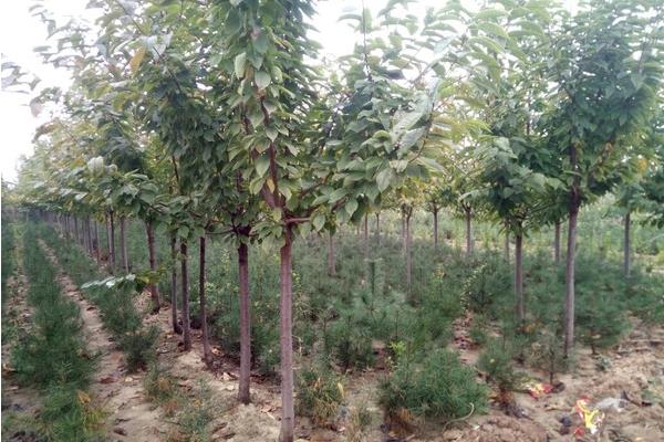 櫻桃樹圖片大全