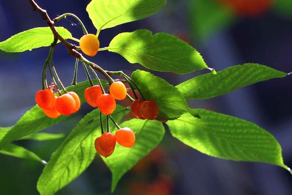 櫻桃樹圖片大全